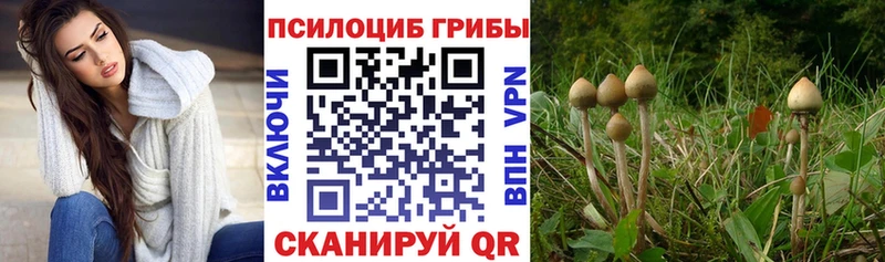 Псилоцибиновые грибы Psilocybine cubensis купить наркотик Судак
